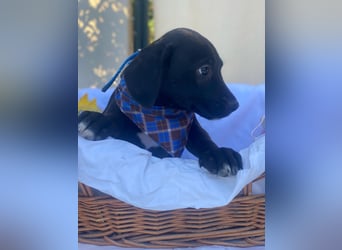 Fredi LM - Zuhause gesucht – Neun kleine Hundekinder auf großer Mission