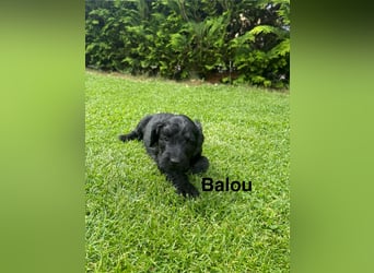 Aussiedoodle / Aussiepoo  F1b