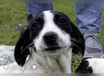 Holly, Hank und Herbie suchen ab sofort ein Zuhause