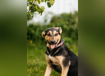 Neugierige BRUNYA sucht eine liebevolle Familie