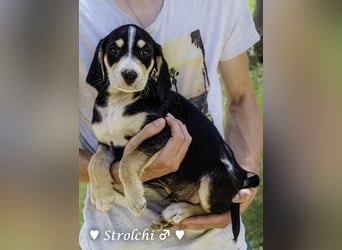 Sieben Zwerge suchen ein Zuhause