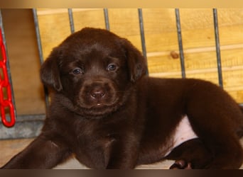 Unsere bildhübschen, vitalen Labradorwelpen sind gelandet!