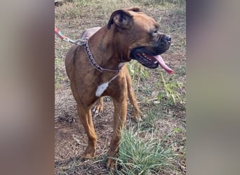 Boxermädel Ersi sucht ein aktives Zuhause.