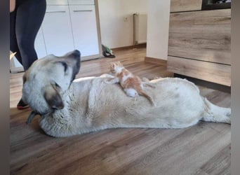 Riesen"Baby"Kangal♥Ares♥ 99718 Greussen