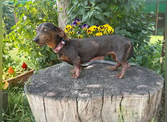 Piper, ein fröhliches Hundekind