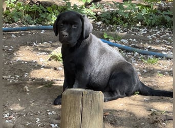 Nur 2 Labrador Weibchen mit Ahnenpass 2 Rüden & 6 Weibchen in Schwarz