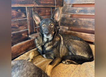 Draco