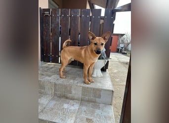 Kubu, geb. 01.06.2024, 40 cm, sucht ein Für-Immer-Zuhause