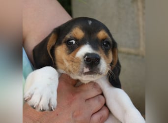 MICKY-ruhiges, freundliches, neugierig, gelassenes Hundemädchen sucht ihr liebevolles Zuhause