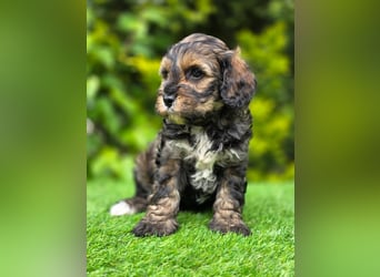 Cavapoo welpen