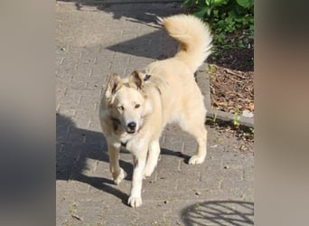 Pippa *auf Pflegestelle in 33615 Bielefeld*