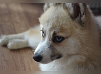 Pomsky Deckrüde