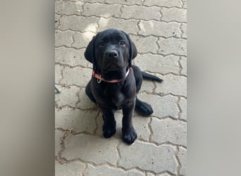 1 Labrador Retriever Weibchen Welpe mit Ahnenpass, Eltern HD, ED, PL, OCD, Augen und Genetisch frei