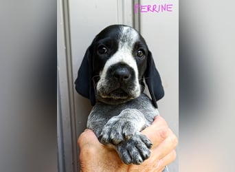 Braque d'Auvergne (Auvergne Vorstehhund) Welpe