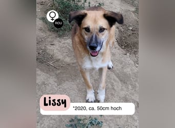 Lissy sucht ihre Menschen