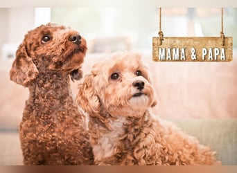 5 Wunderschöne Maltipoo-Welpen suchen ein neues, liebevolles Zuhause!