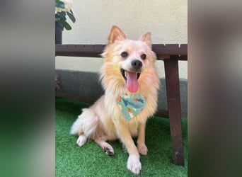 Biscuit SR – junger Herzensbrecher sucht liebevolles Zuhause