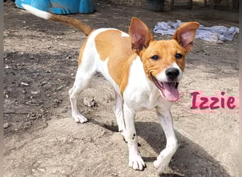Izzie geb. 02/2025 (ESP) - aufgeschlossene, clevere Bodeguero-Mix Welpin!