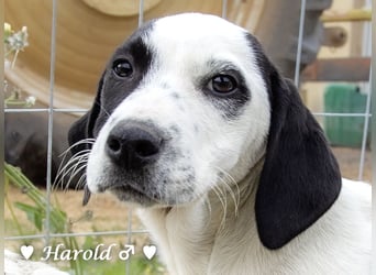 Holly, Hank, Harold und Herbie suchen ab sofort ein Zuhause