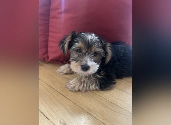 Liebe auf vier Pfoten – Yorkshire Terrier Welpen suchen ihr Für-immer-Zuhause!