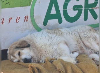 Gaia – Ein Herz auf vier Pfoten sucht Heimat