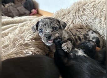 Chihuahua mix Welpen