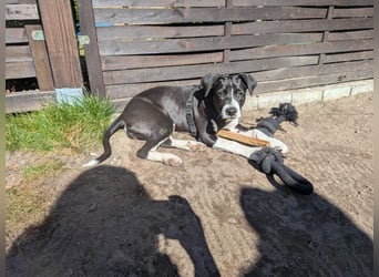 Welpe Kira sucht ihr Für-Immer-Zuhause ❤️