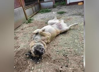 Jessica - ruhige, freundliche Kangal-Mix-Hündin / z.Zt. noch in Rumänien