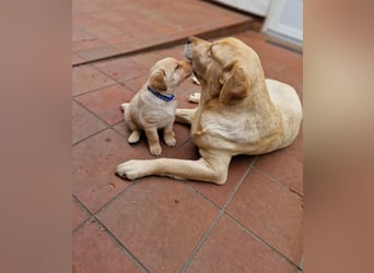Labrador Retriever