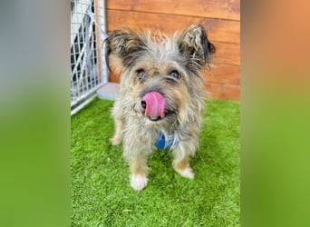 Twiga - kastrierte Yorkshire - Terrier - Rauhaardackel - Mischlingshündin GNADENBROT