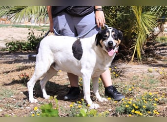 Nuno, Mix Labrador / Rafeiro Alentejano, lieb und sozial