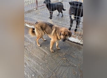 Hübsche Chiara sucht ein Zuhause   