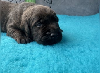 Reinrassige braune Labradorrüden mit Ahnentafel der Showlinie