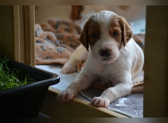 Sportlicher Familienhund - Irish Red and White Setter