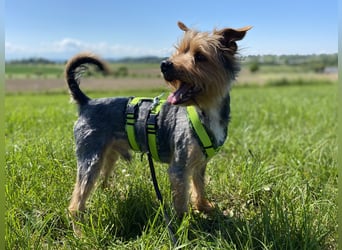 Coco, sucht seine Menschen