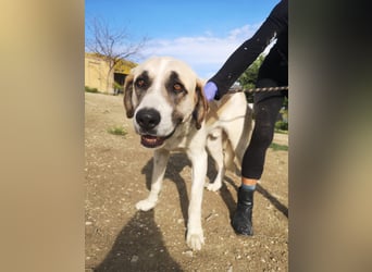 Pancho, ein zarter großer Rüde