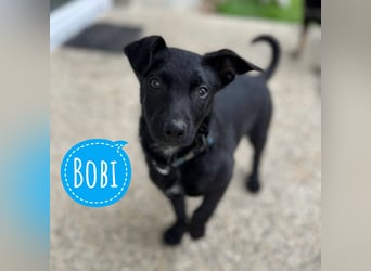 Bobi ein kleiner schwarzer Engel