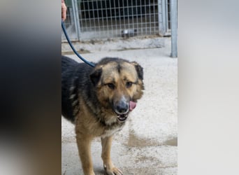 Schäferhund-Mix Loki - Rohdiamant sucht Zuhause