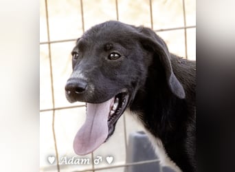 Timmy, Adam und Ajax suchen ein Zuhause