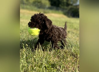 Lagotto Romagnolo – Hochwertige Welpen aus der registrierten Zuchtstätte King of the Truffles