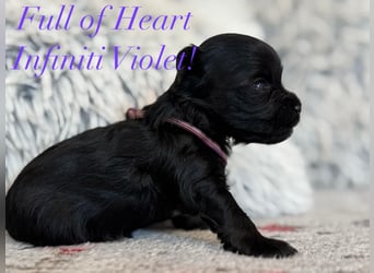 Yorkshire terrier schwarz mädchen