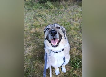 Angsthase Roxy sucht ein neues Zuhause