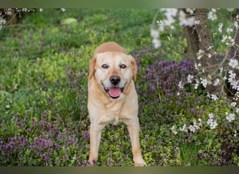 SAM - Aufgeschlossener und freundlicher Hundemann sucht seine Menschen...