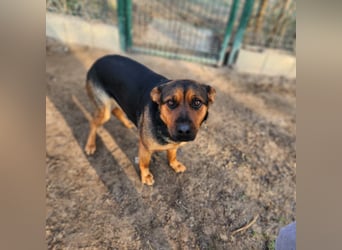 "Kleine" Adél auf der Suche nach ihrem großen Glück