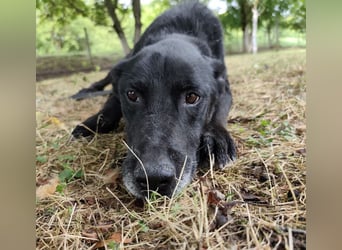 Miko ein unglücklicher Senior