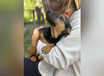 Dobby LM – kleiner Wirbelwind sucht seine Familie