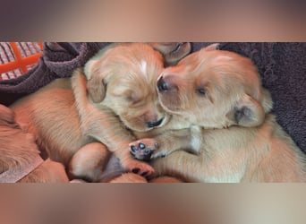 Golden Retriever Welpen