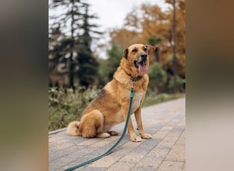 Tolle Gerda sucht liebevolles Zuhause