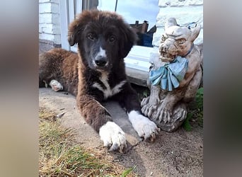 Baloo - junger,lebensfroher Hund