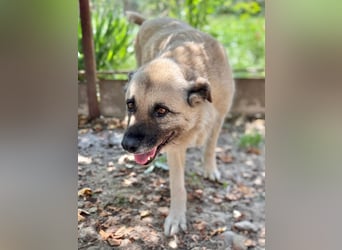 Jessica - ruhige, freundliche Kangal-Mix-Hündin / z.Zt. noch in Rumänien
